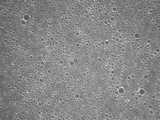 Raw cows milk VS human breast milk - under the microscope! I previously  compared pasteurised milk (heat treated milk) with human breast