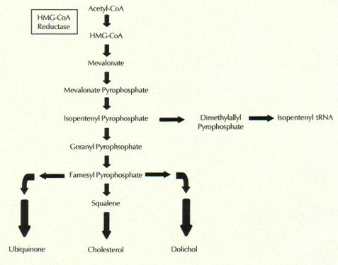 Squalene steroid