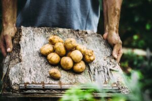 Potatoes