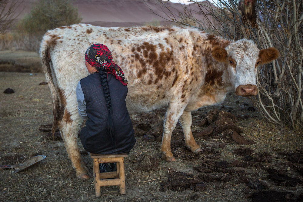 BAYAN-OLGII, MONGOLIA - SEP 27, 2017: Local Kazakh a woman milking a cow outdoor. In Bayan-Olgii Province is populated mainly by Kazakhs (88,7%)