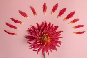 Pink flower on a pink background. Female health concept.