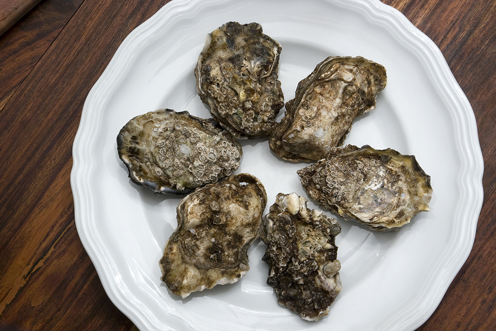 Oysters