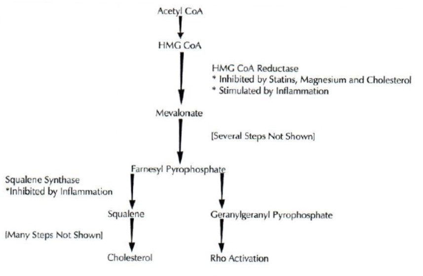 Cholesterol and Stroke