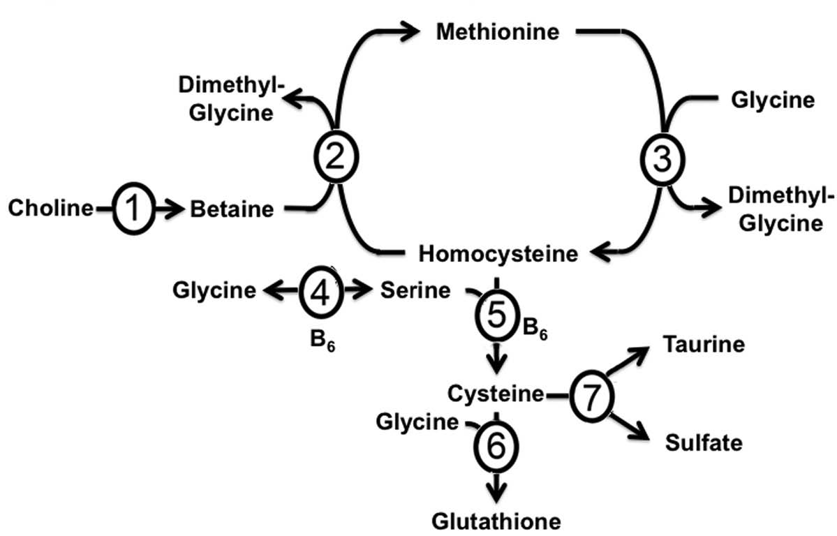 methionine metabolism