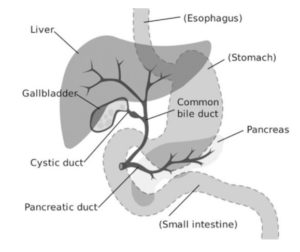 illustration of human digestive system including Gallbladder