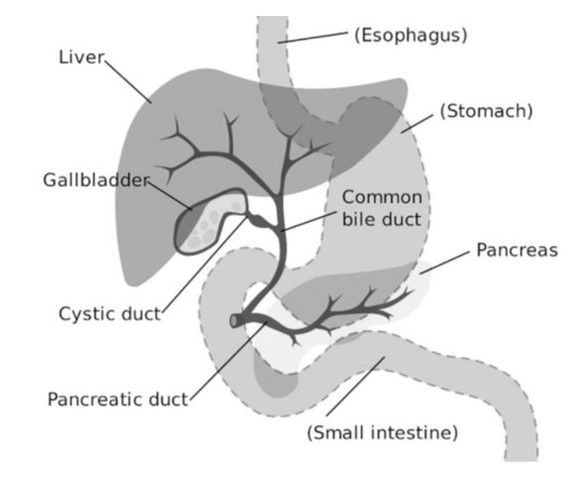 The Health and Healing of Your Humble but Mighty Gallbladder