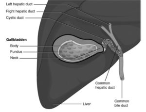 illustration of Gallbladder with duct identifiers