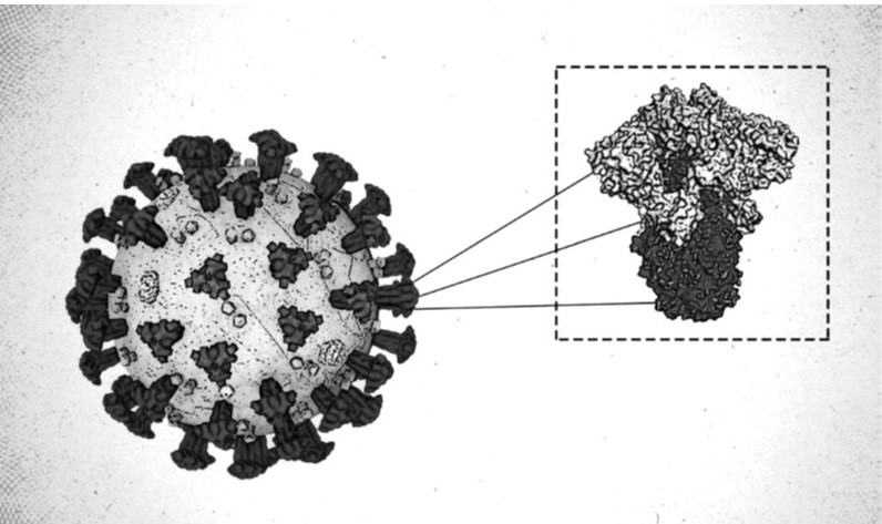 Computer-generated model of coronavirus with spike protein-studded surface