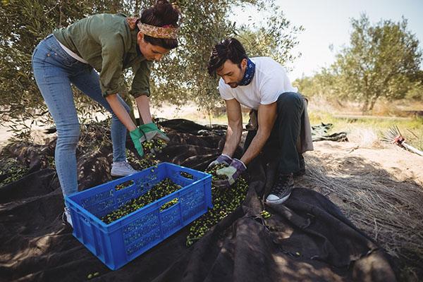 Wise Traditions | Bianti Danaj | Olive Oil