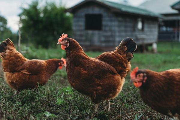 Wise Traditions | Tara Couture | Homestead
