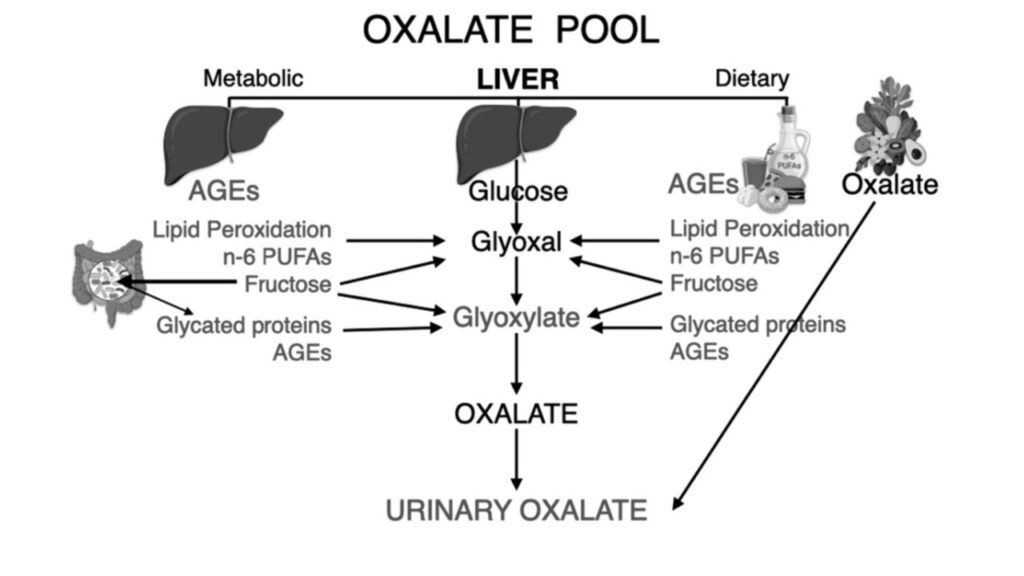 gut health diagram