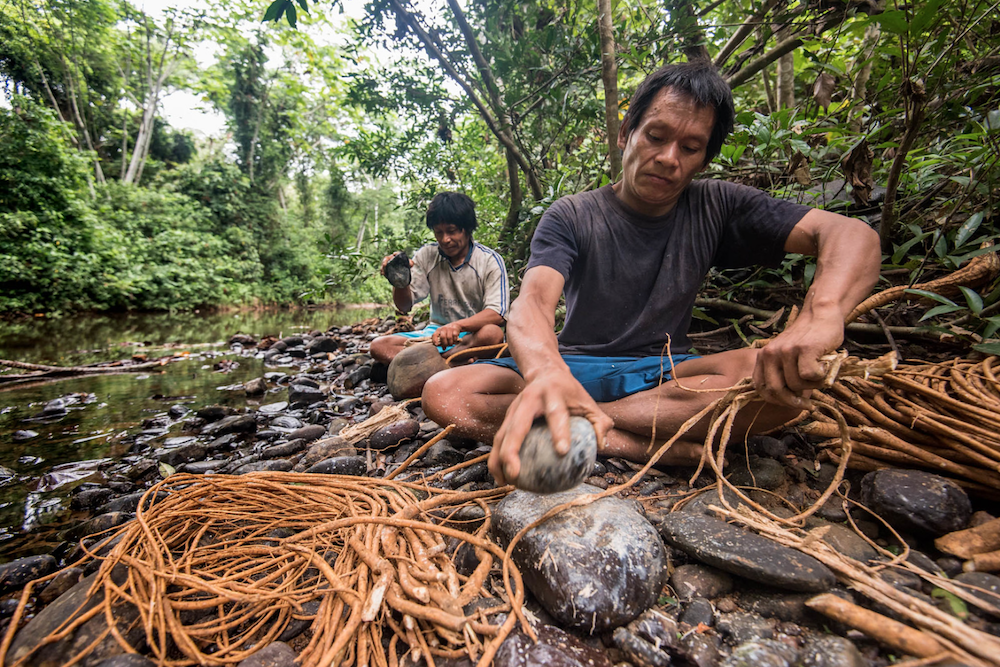 Machiguenga: Peruvian Hunter-Gatherers