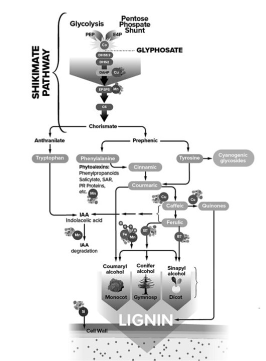 FIGURE 1. Cell wall lignification, Glyphosate and the shikimate pathway