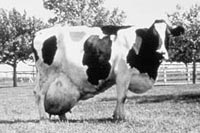 Typical Modern Dairy Cow