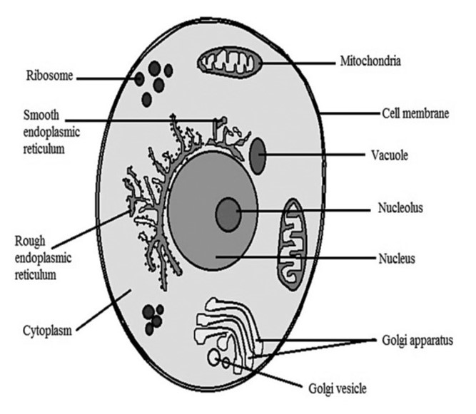 Cell diagram