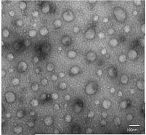 Isolated exosomes, isolated bacteriophages and “isolated” viruses seen under a microscope