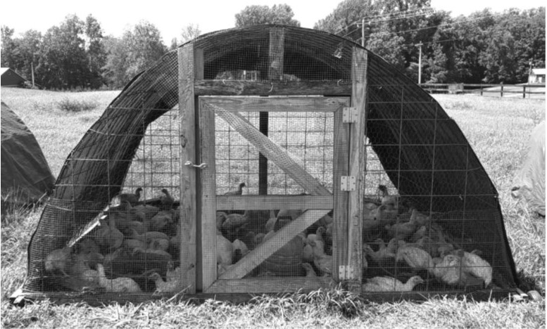 chicken tractor new and improved “walk-in” design.