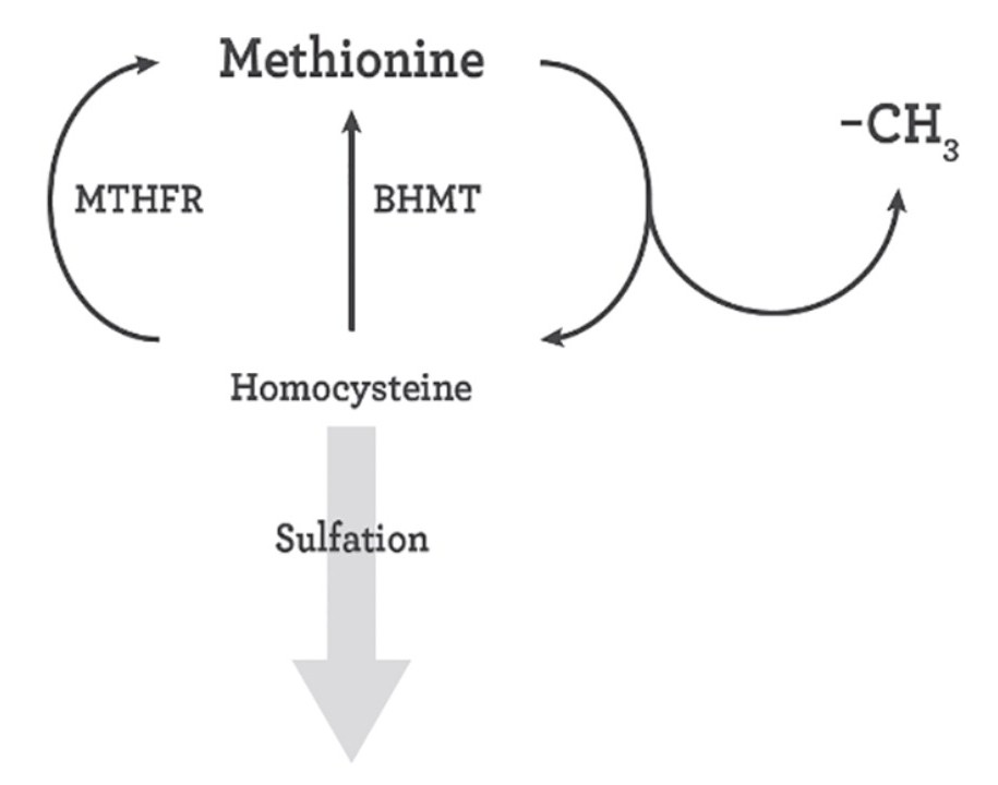 Methionine flow chart