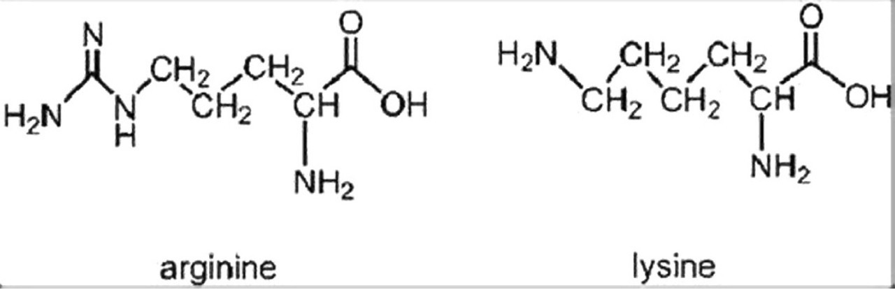 Why We Need a High-Lysine Diet