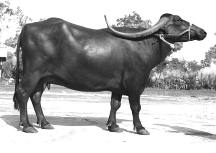 Good And Bad Food For Teeth