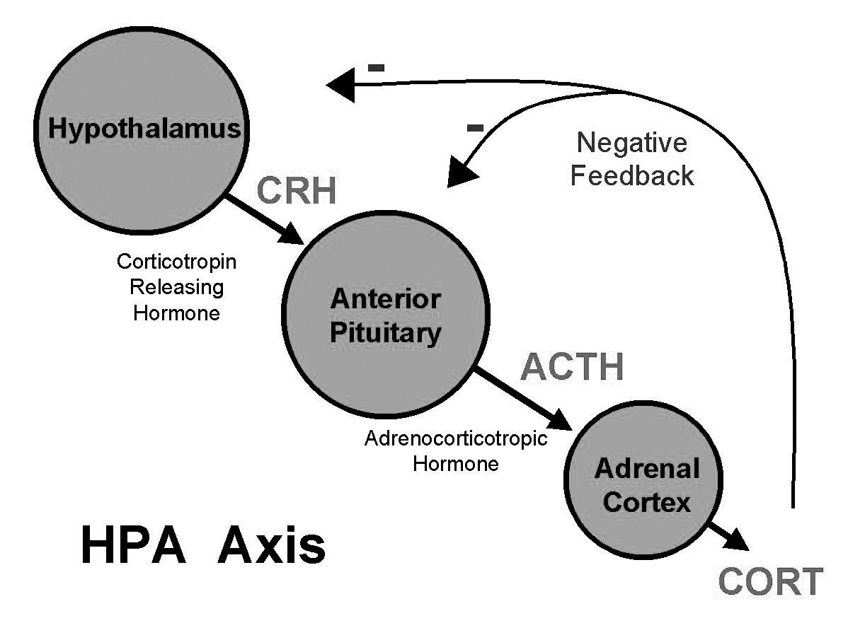 The HPA Axis Hypothalamus-Pituitary-Adrenal