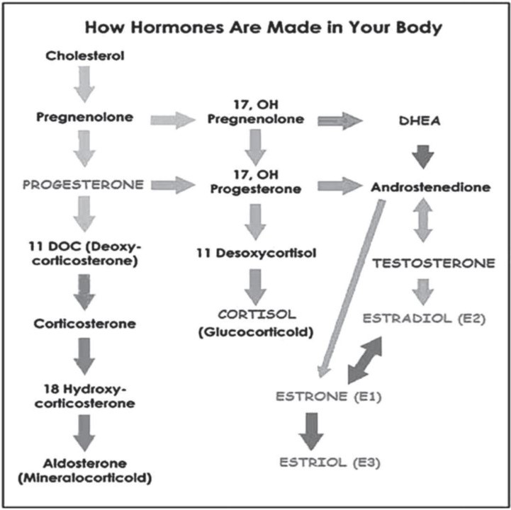 How Hormones Are Made in Your Body