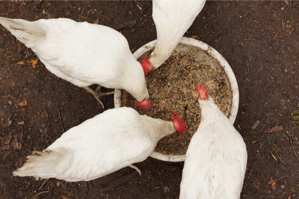 The Soy-ling of America: Second-Hand Soy from Animal Feeds