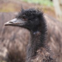 Emu oil: the best fat you’ve never heard of