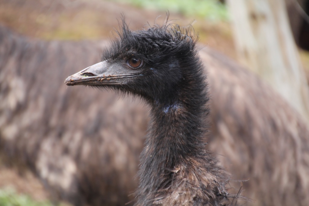 Emu oil: the best fat you’ve never heard of