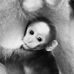 fall09-monkeybaby