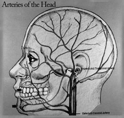 hi-mental-headarteries