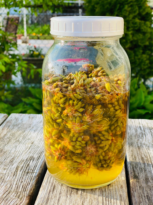 Pine Pollen Buds Fermented Syrup