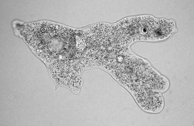 FIGURE 11 Amoeba observed under dark-field microscopy, which has a similar colloidal structure to raw milk.