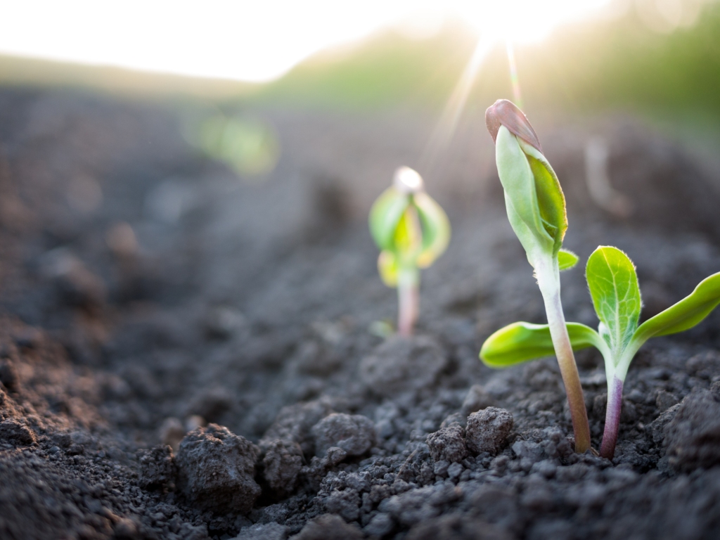 For the Love of Soil